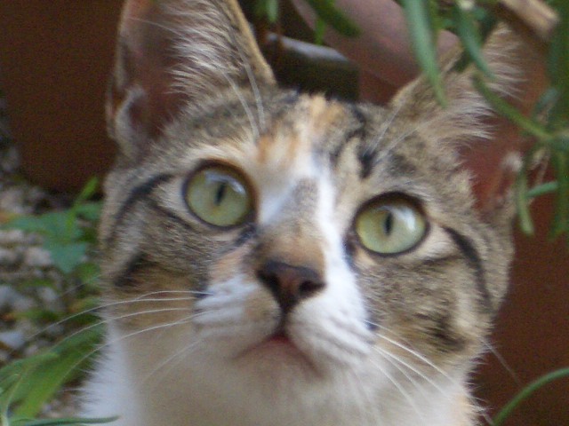 （ニャコリンの顔）