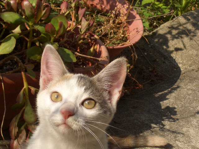 （ピョコリンの顔）